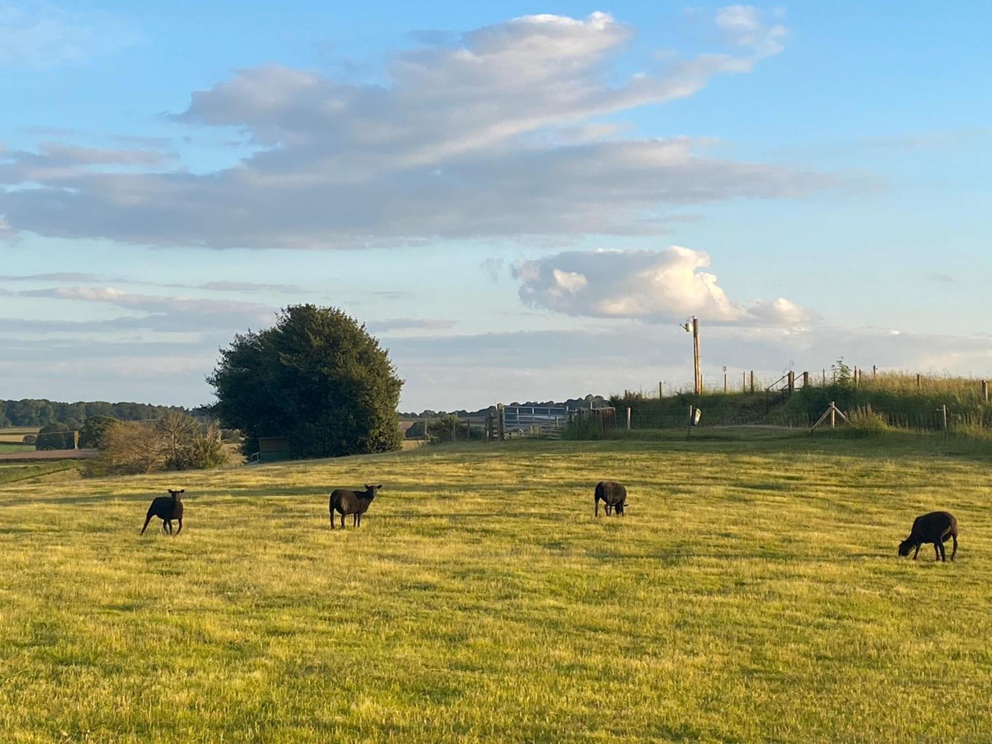The Little John Petite Cosy Log Cabin - Sleeps 2, Great For Romantic Breaks, Couples, Single Guests, Near Sherwood Forest At Fairview Farm, Nottingham Set In 88 Acres Blidworth 外观 照片
