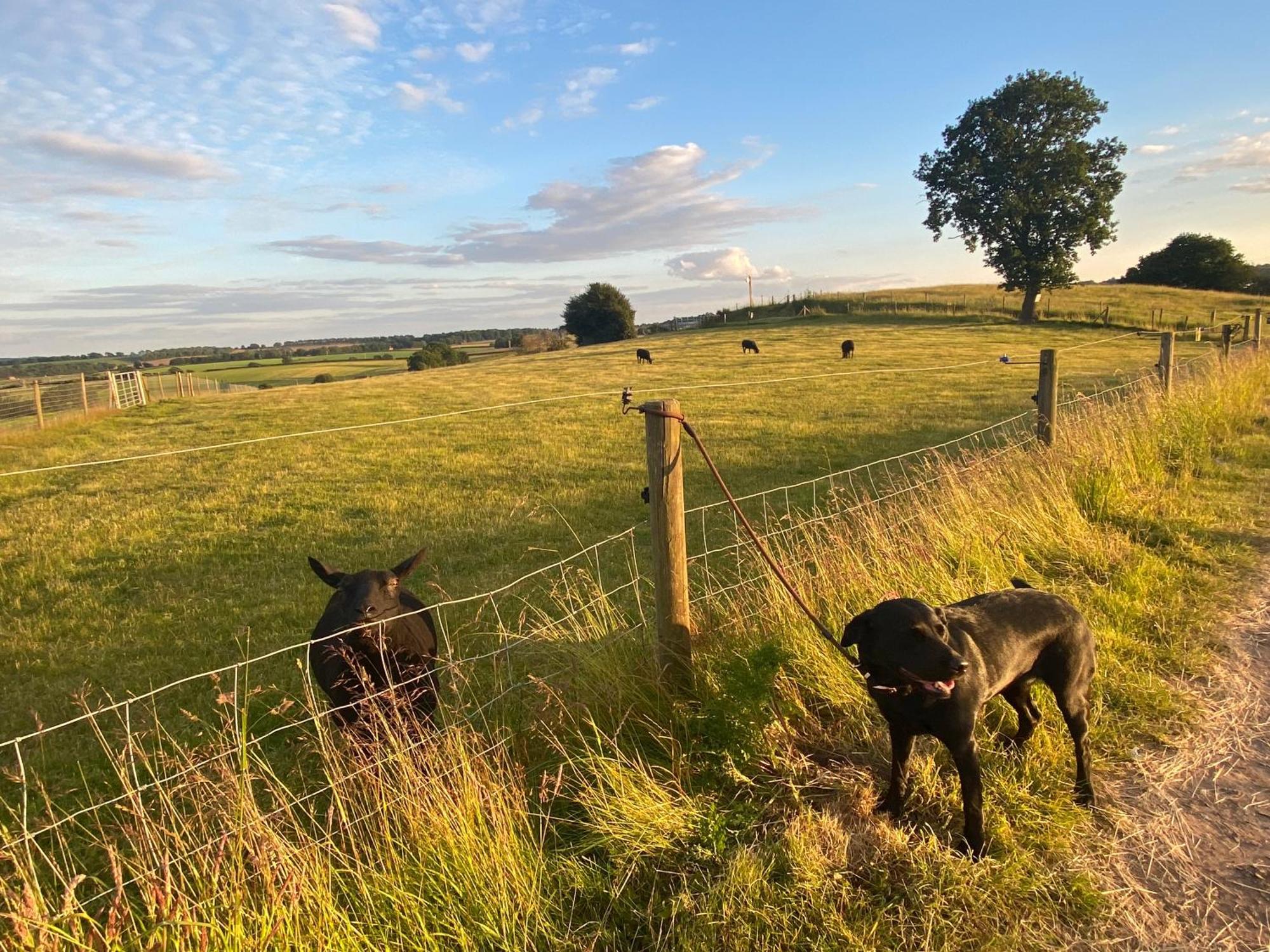 The Little John Petite Cosy Log Cabin - Sleeps 2, Great For Romantic Breaks, Couples, Single Guests, Near Sherwood Forest At Fairview Farm, Nottingham Set In 88 Acres Blidworth 外观 照片